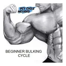 Beginner Bulking Cycle