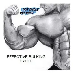 Effective Bulking Cycle